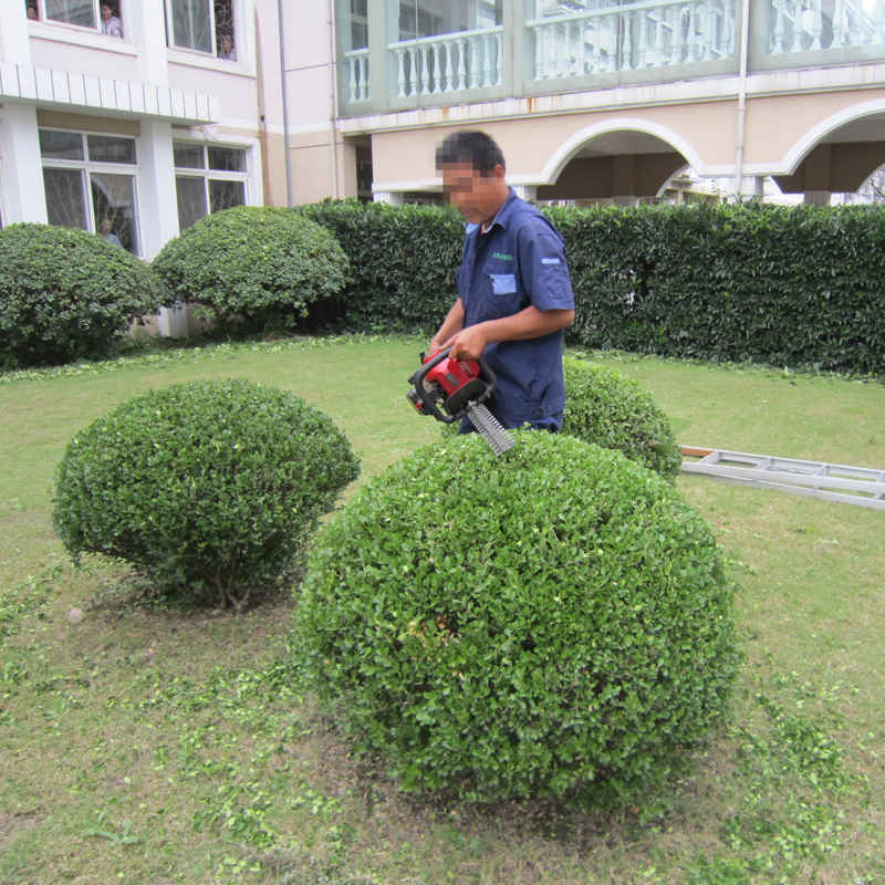 ä¸æµ·ç¶ åé¤(yÇng)è­·(hÃ¹) å¾èåªä¿®åªå°æ¤ç©ç§è³çä¸ç«å¼æå(wÃ¹)