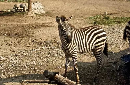 æ¿®é½æ±åèéçå(dÃ²ng)ç©åçå¤§éåï¼ææé¦´ç¸è¡¨æ¼å(tuÃ¡n)éæ¨å±èµ´èªç¶å¥è¶£ä¹æ