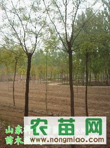 åæ§ç±é·å¸å ´æ¢ç§ 8-10å¬åå¨å åçåæ§å¹(jiÃ )æ ¼ãå» åèé¸è³¼æå