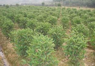 ç¡åºçéª¨ ç¶ åèæ¨ä¸­çæ½åæ°æèè¾²å¯ç¢åå¸å ´å±æ