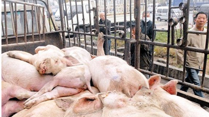 ç®±å¼å¯å°èªå¸å¼ææº«?zÃ©)oå®³åèçè» çç¦½èçè¨­(shÃ¨)åçå¹(jiÃ )æ ¼è§£æèé¸è³¼(gÃ²u)æå