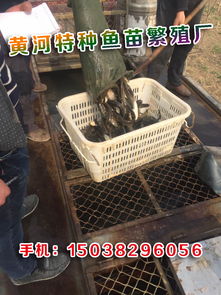 æ°´ç¢(chÇn)é¤(yÇng)æ®é­èå ±(bÃ o)å¹(jiÃ )åå» å®¶ä¿¡æ¯ éåæ¨çé¤(yÇng)æ®äºæ¥­(yÃ¨)