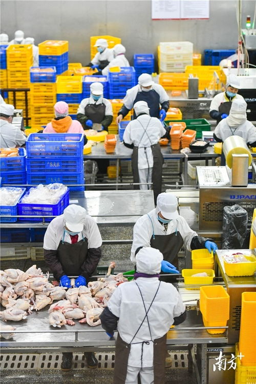 é å¶èé¢¨å£ä¸çæ¸é æ©é ç¼æ®çç§æ¼æ¥­é£¼æåªå¢ï¼æé ç²µåé å¶èä¾æéé«å°