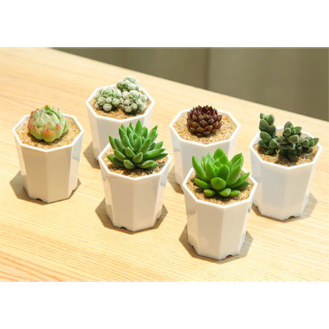 å¤èæ¤ç©èè°·é¡ä½ç© å°èº«è»è大ä¸ççå¥å¦å°è©±