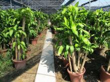 å®¤å§(nÃ¨i)åèåª(yÅu)é¸ ç¶ è¿ãç¶ å¯¶æ¨¹(shÃ¹)èéå±±æ£çé¤(yÇng)è­·(hÃ¹)èè£é£¾èè¡(shÃ¹)