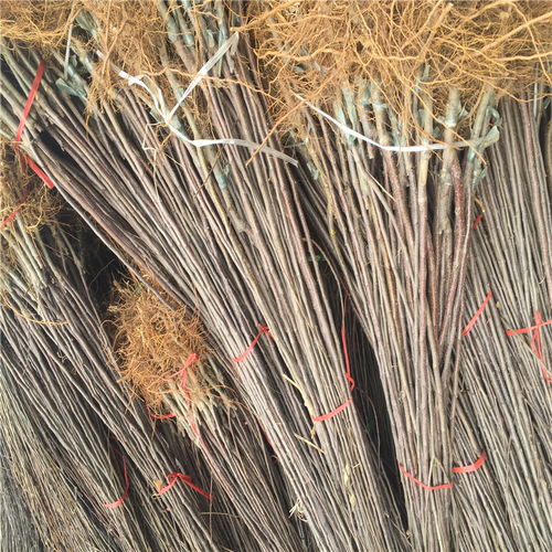 ãå«æ¥æ°åç¨®èææ¨¹èå¤å°é¢ä¸æ£µ_å«æ¥èææ¨¹èæ­£åèåºå®ã- 