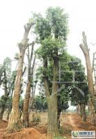 çé½å¸é¦æ¨èæ¨ä¾æ å°æ¥ç§»æ ½æåèç¶ åè§£æ±ºæ¹æ¡