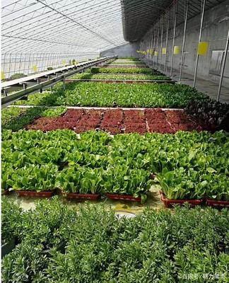 çç©ç§æé©åç¢æ¥­åç´ï¼èè¥¿é¾é ­ä¼æ¥­å¼é è¾²æ°å¢æ¶æ°è·¯å¾