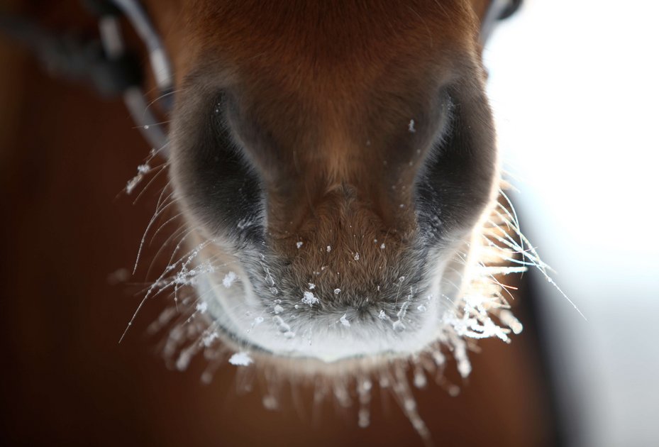 Tipps fürs Tier: Pferde im Winter