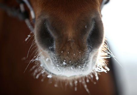 Tipps fürs Tier: Pferde im Winter