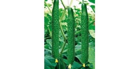 åªè³ªå«æ¥é»çè ä»¥å±±æ±çèºçºæ ¸å¿ï¼æ¢ç´¢é«åè³ªç¨®èçå¹è²èæç¨