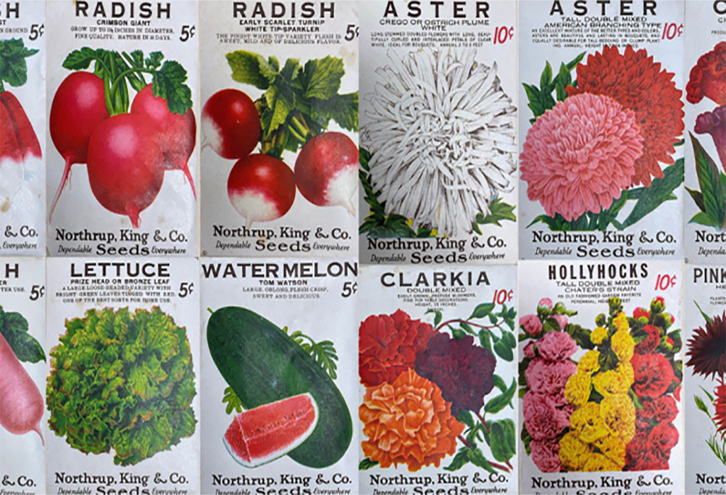 The Seeds of San Francisco Image of packets of flower and vegetable seeds sent as a contribution to hope for a better future.