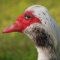 shikos Avatar