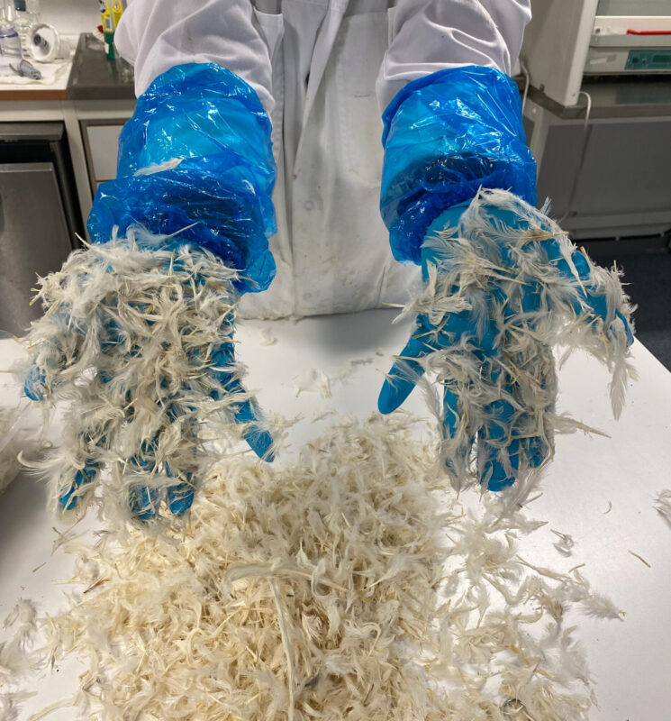 Hender iført blå hansker holder en god dose fjær.