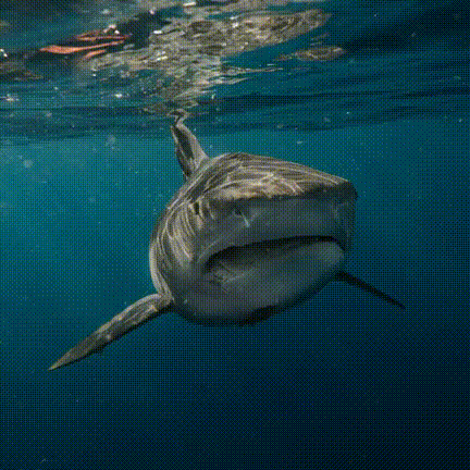 GIF 3