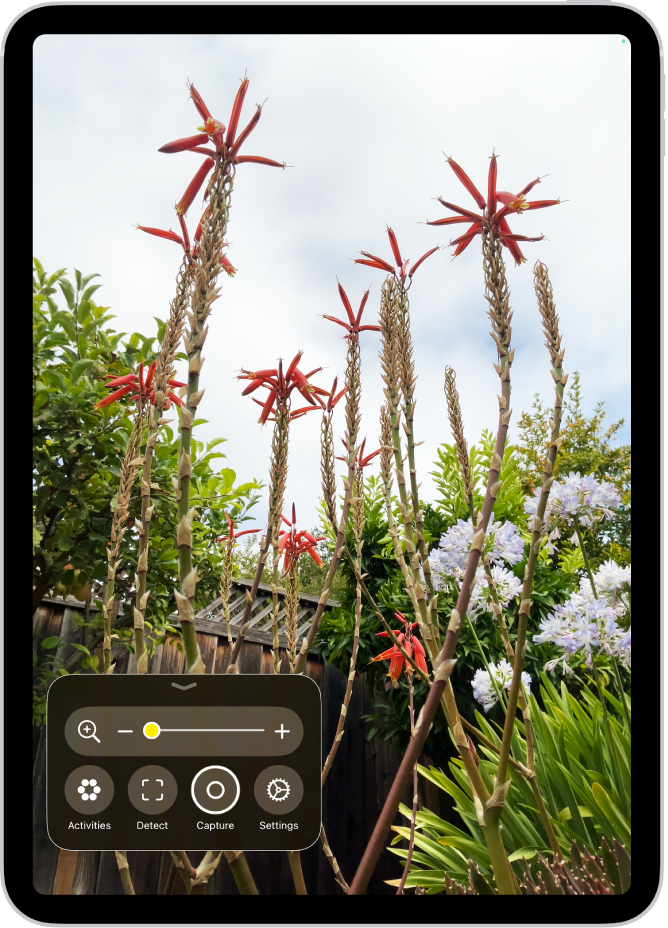 The Magnifier app showing a close-up of flowers.