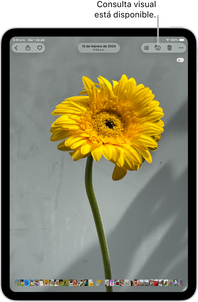 Hay una foto abierta en la app Fotos. En la parte superior de la pantalla, el botón Información muestra un ícono que indica que hay disponible información mediante la consulta visual.