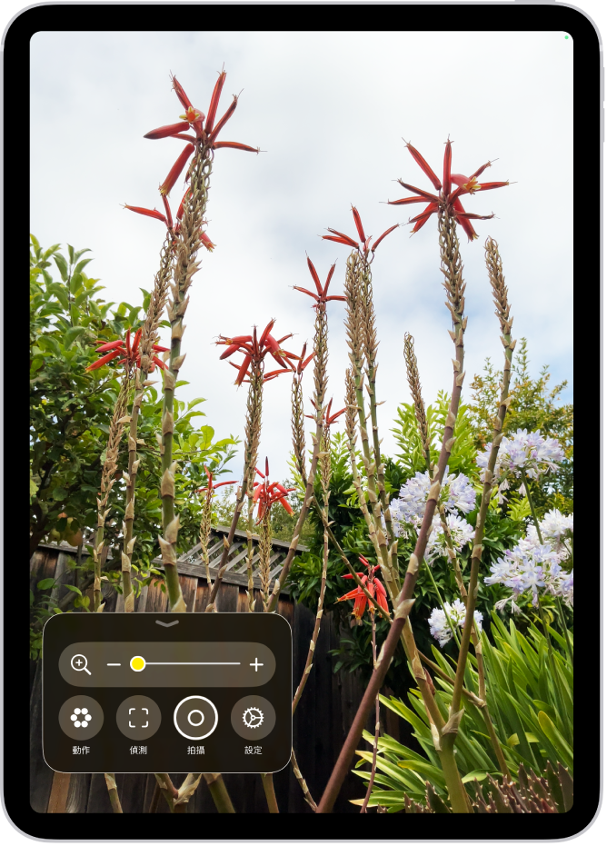 顯示花朵特寫鏡頭的「放大鏡」App。
