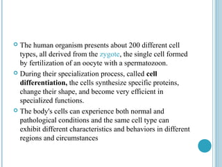 The human organism presents about 200 different cell
types, all derived from the zygote, the single cell formed
by fertilization of an oocyte with a spermatozoon.
 During their specialization process, called cell
differentiation, the cells synthesize specific proteins,
change their shape, and become very efficient in
specialized functions.
 The body's cells can experience both normal and
pathological conditions and the same cell type can
exhibit different characteristics and behaviors in different
regions and circumstances


 