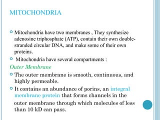 MITOCHONDRIA
Mitochondria have two membranes , They synthesize
adenosine triphosphate (ATP), contain their own doublestranded circular DNA, and make some of their own
proteins.
 Mitochondria have several compartments :
Outer Membrane
 The outer membrane is smooth, continuous, and
highly permeable.
 It contains an abundance of porins, an integral
membrane protein that forms channels in the
outer membrane through which molecules of less
than 10 kD can pass.


 