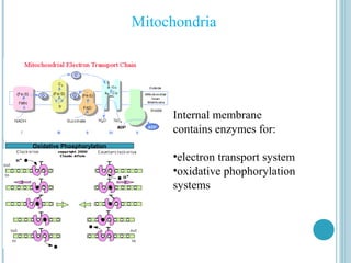 Mitochondria

Internal membrane
contains enzymes for:
Oxidative Phosphorylation

•electron transport system
•oxidative phophorylation
systems

 