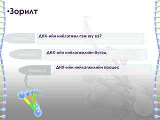 ДНХ-ийн нийлэгжилийн бүтэц 
ДНХ-ийн нийлэгжилийн процес 
•Зорилт 
ДНХ-ийн нийлэгжил гэж юу вэ? 
Зорилт 1 
Зорилт 2 
Зорилт 3 
 