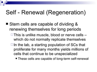 Self - Renewal (Regeneration) Stem cells are capable of dividing & renewing themselves for long periods This is unlike muscle, blood or nerve cells – which do not normally replicate themselves In the lab, a starting population of SCs that proliferate for many months yields millions of cells that continue to be unspecialized These cells are capable of long-term self-renewal 