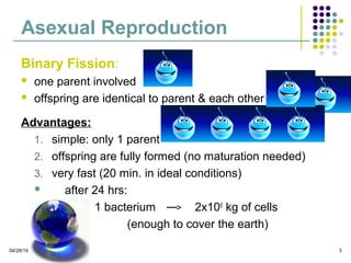 04/28/19 3
Asexual Reproduction
Binary Fission:
one parent involved
offspring are identical to parent & each other
Advantages:
1. simple: only 1 parent
2. offspring are fully formed (no maturation needed)
3. very fast (20 min. in ideal conditions)
after 24 hrs:
1 bacterium 2x106
kg of cells
(enough to cover the earth)