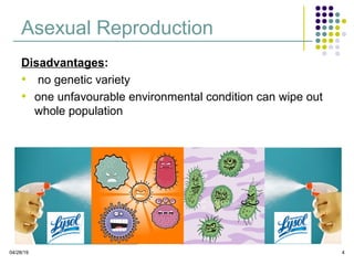 Asexual Reproduction
Disadvantages:
• no genetic variety
• one unfavourable environmental condition can wipe out
whole population
04/28/19 4