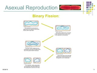 04/28/19 5
Asexual Reproduction
Binary Fission: