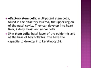  olfactory stem cells: multipotent stem cells,
found in the olfactory mucosa, the upper region
of the nasal cavity. They can develop into heart,
liver, kidney, brain and nerve cells.
 Skin stem cells: basal layer of the epidermis and
at the base of hair follicles. The have the
capacity to develop into keratinocytes.
12
 