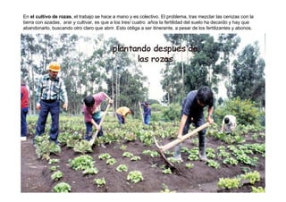 En el cultivo de rozas, el trabajo se hace a mano y es colectivo. El problema, tras mezclar las cenizas con la
tierra con azadas, arar y cultivar, es que a los tres/ cuatro años la fertilidad del suelo ha decaído y hay que
abandonarlo, buscando otro claro que abrir. Esto obliga a ser itinerante, a pesar de los fertilizantes y abonos.
 