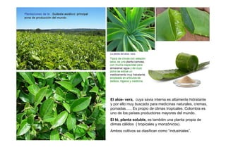 El aloe- vera, cuya savia interna es altamente hidratante
y por ello muy buscado para medicinas naturales, cremas,
pomadas….. Es propio de climas tropicales. Colombia es
uno de los países productores mayores del mundo.
El té, planta soluble, es también una planta propia de
climas cálidos ( tropicales y monzónicos).
Ambos cultivos se clasifican como “industriales”.
 