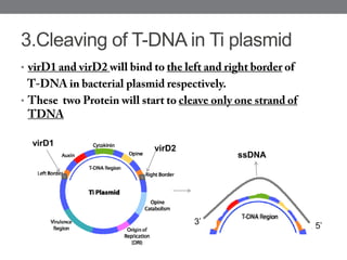 3.Cleaving of T-DNA in Ti plasmid
•
•
virD1
virD2
ssDNA