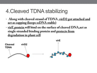 4.Cleaved TDNA stabilizing
•
•
virD2
Cleaved
TDNA
virE