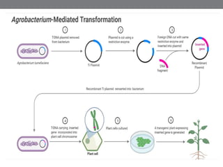 Agrobacterium mediated gene transfer in plants