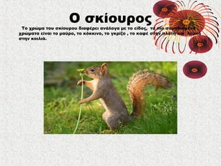 Ο σκίουρος 
Το χρώμα του σκίουρου διαφέρει ανάλογα με το είδος, τα πιο συνηθισμένα 
χρώματα είναι το μαύρο, το κόκκινο, το γκρίζο , το καφέ στην πλάτη και λευκό 
στην κοιλιά. 
 