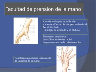 •Los dedos largos se extienden
•La extensión va disminuyendo desde el
1er al 5to dedo
•El pulgar se extiende y se abduce
Facultad de prension de la mano
Tabaquera anatómica
La apófisis estiloides radial
La prominencia de la cabeza cubital
Desplazamiento hacia la izquierda
de la palma de la mano
 