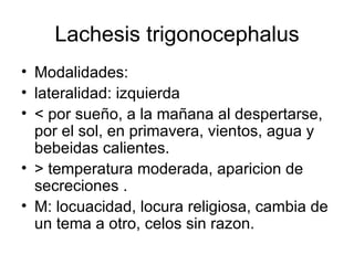 Lachesis trigonocephalus Modalidades: lateralidad: izquierda < por sueño, a la mañana al despertarse, por el sol, en primavera, vientos, agua y bebeidas calientes. > temperatura moderada, aparicion de secreciones . M: locuacidad, locura religiosa, cambia de un tema a otro, celos sin razon. 