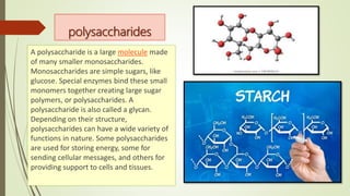 polysaccharides
A polysaccharide is a large molecule made
of many smaller monosaccharides.
Monosaccharides are simple sugars, like
glucose. Special enzymes bind these small
monomers together creating large sugar
polymers, or polysaccharides. A
polysaccharide is also called a glycan.
Depending on their structure,
polysaccharides can have a wide variety of
functions in nature. Some polysaccharides
are used for storing energy, some for
sending cellular messages, and others for
providing support to cells and tissues.
 