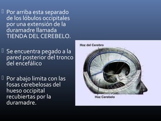  Por arriba esta separado
de los lóbulos occipitales
por una extensión de la
duramadre llamada
TIENDA DEL CEREBELO.
 Se encuentra pegado a la
pared posterior del tronco
del encefálico
 Por abajo limita con las
fosas cerebelosas del
hueso occipital
recubiertas por la
duramadre.
 