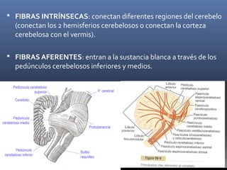  FIBRAS INTRÍNSECAS: conectan diferentes regiones del cerebelo
(conectan los 2 hemisferios cerebelosos o conectan la corteza
cerebelosa con el vermis).
 FIBRAS AFERENTES: entran a la sustancia blanca a través de los
pedúnculos cerebelosos inferiores y medios.
 