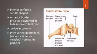  Inferior surface is
saddle shaped
 Anterior border
projects downward &
hide intervertebral disc
 articular column
 Inter vertebral foramina
(superior /inferior
vertebral notches in
pedicle)
6
 