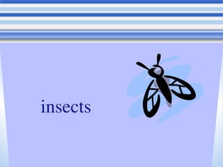 insects