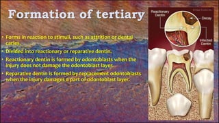 Formation of tertiary dentin
• Forms in reaction to stimuli, such as attrition or dental
caries.
• Divided into reactionary or reparative dentin.
• Reactionary dentin is formed by odontoblasts when the
injury does not damage the odontoblast layer.
• Reparative dentin is formed by replacement odontoblasts
when the injury damages a part of odontoblast layer.