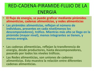 RED-CADENA-PIRAMIDE-FLUJO DE LA
ENERGIA
• El flujo de energía, se puede graficar mediante pirámides
alimenticias, cadenas alimenticias, y redes alimenticias
• Las pirámides alimenticias, reflejan el número de
individuos, presentes en cada nivel(menos los
descomponedores), trófico. Mientras más alto se llega en la
pirámide (mayor nivel), menos integrantes se tienen, y
menos energía.
• Las cadenas alimenticias, reflejan la transferencia de
energía, desde productores, hasta descomponedores,
pasando por todos los niveles tróficos.
• Las Redes alimenticias, son uniones de cadenas
alimenticias. Esta muestra la relación entre diferentes
cadenas alimenticias.