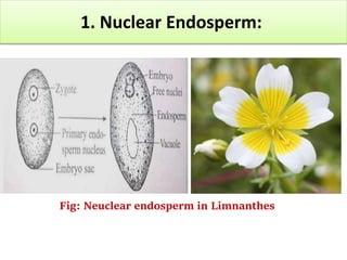 Fig: Neuclear endosperm in Limnanthes
1. Nuclear Endosperm:
 