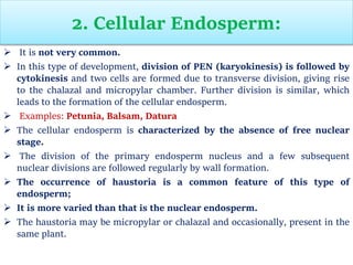 2. Cellular Endosperm:
 It is not very common.
 In this type of development, division of PEN (karyokinesis) is followed by
cytokinesis and two cells are formed due to transverse division, giving rise
to the chalazal and micropylar chamber. Further division is similar, which
leads to the formation of the cellular endosperm.
 Examples: Petunia, Balsam, Datura
 The cellular endosperm is characterized by the absence of free nuclear
stage.
 The division of the primary endosperm nucleus and a few subsequent
nuclear divisions are followed regularly by wall formation.
 The occurrence of haustoria is a common feature of this type of
endosperm;
 It is more varied than that is the nuclear endosperm.
 The haustoria may be micropylar or chalazal and occasionally, present in the
same plant.
 