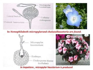 In Nemophilaboth micropylarand chalazalhaustoria are found.
In Impatiens , micropylar haustorium is produced
 