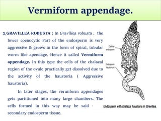 Vermiform appendage.
2.GRAVILLEA ROBUSTA : In Gravillea robusta , the
lower coenocytic Part of the endosperm is very
aggressive & grows in the form of spiral, tubular
worm like apendage. Hence it called Vermiform
appendage. In this type the cells of the chalazal
region of the ovule practically get dissolved due to
the activity of the haustoria ( Aggressive
haustoria).
In later stages, the vermiform appendages
gets partitioned into many large chambers. The
cells formed in this way may be said to be
secondary endosperm tissue.
 